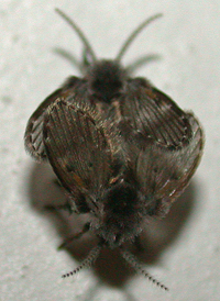 Clogmia albipunctata